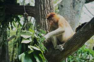 PROBOSCIS-MONKEY-2019-01